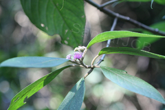 Callicarpa tomentosa